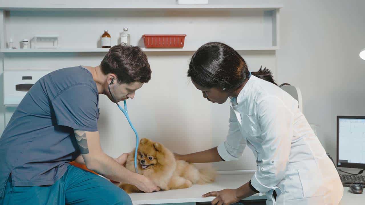 vet-blog-01