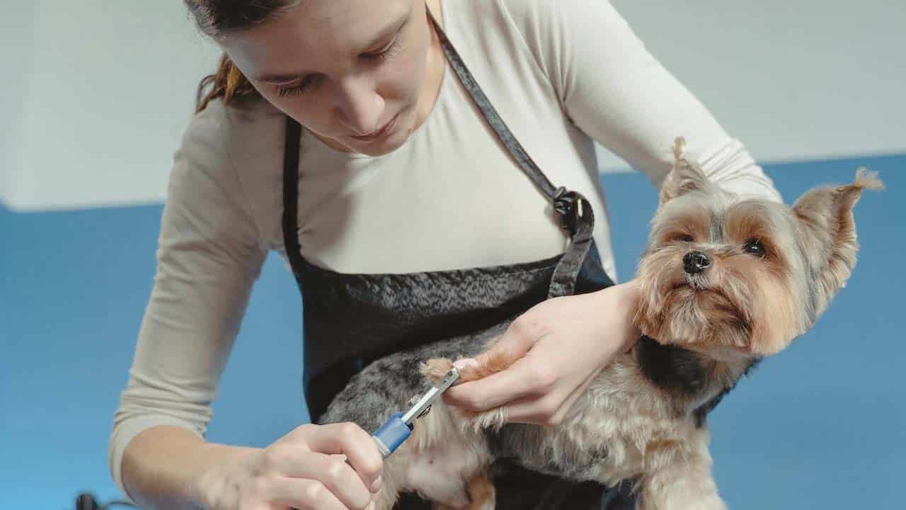 vet-blog-05